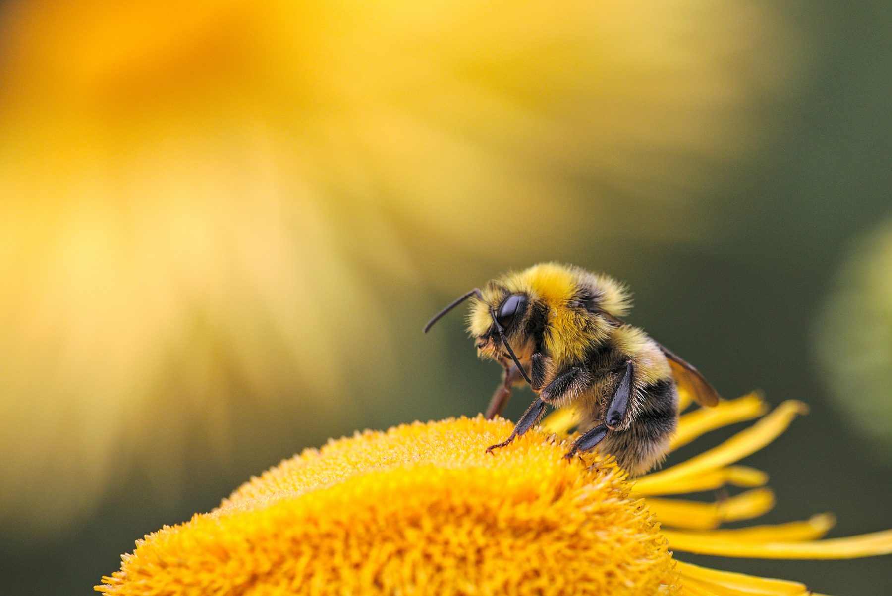 Hummel auf einer gelben Blüte